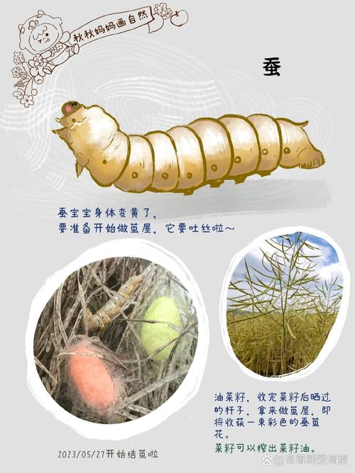“老蚕作茧”是什么生肖_老蚕作茧是什么生肖的寓意和象征