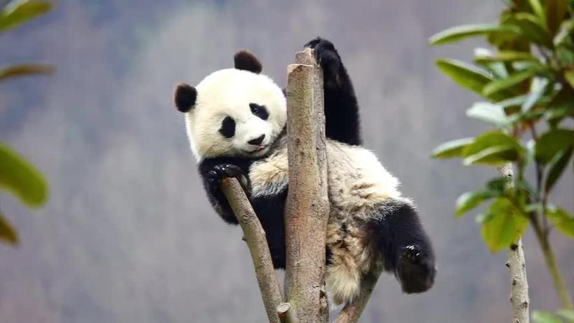 索拉是什么_索拉是什么动物