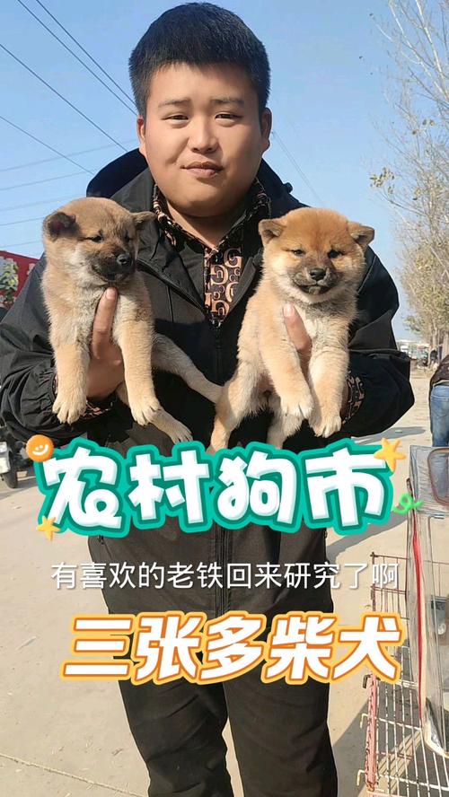 2025柴犬币今日最新_2025柴犬币今日最新价格