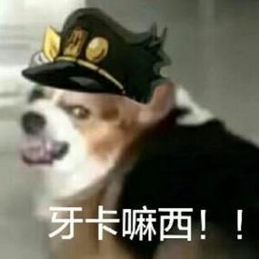 波波猫表情包图片_jojo波波表情包
