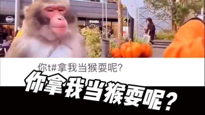 [电报猴表情包]电报猴表情包gif