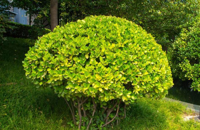 包含predecessorstrees什么意思的词条