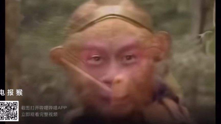 [电报猴消音音频]电报猴无消音原视频
