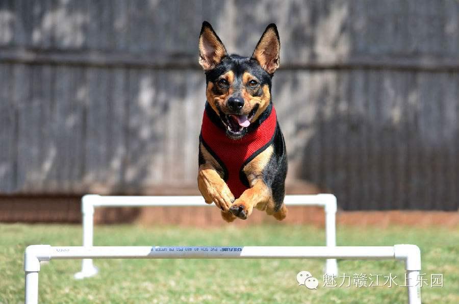 gogojump狗急-狗急testflight
