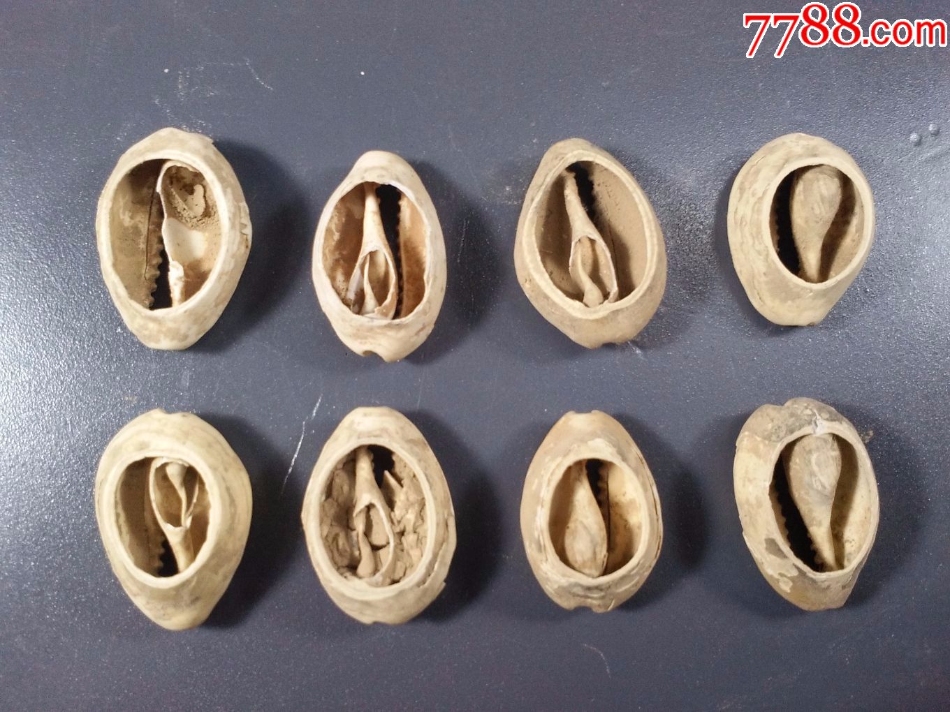 贝壳币-贝壳币可以提现吗