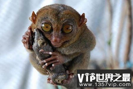 电报猴你看你长得那?-电报猴你看你长得那B样台词