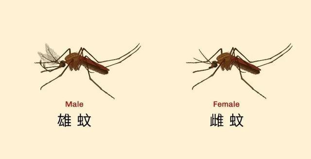 YNC是什么意思-vsync是什么意思