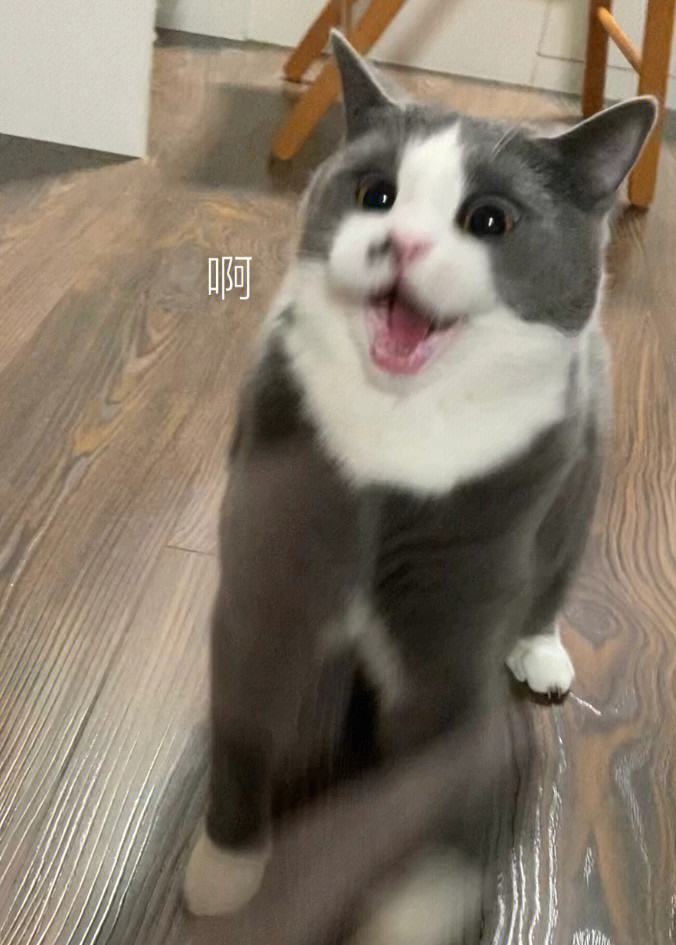 包含电报猴口吐芬芳有消音的词条