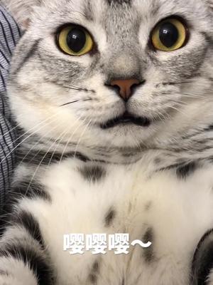 包含电报猴口吐芬芳有消音的词条