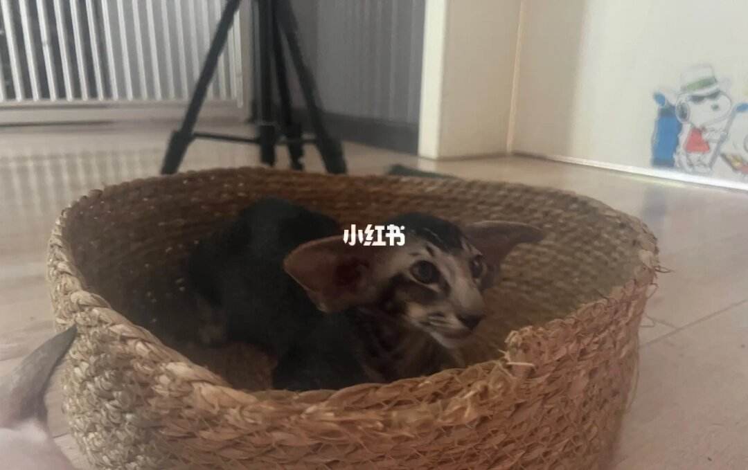 包含猫咪社区官网址一的词条