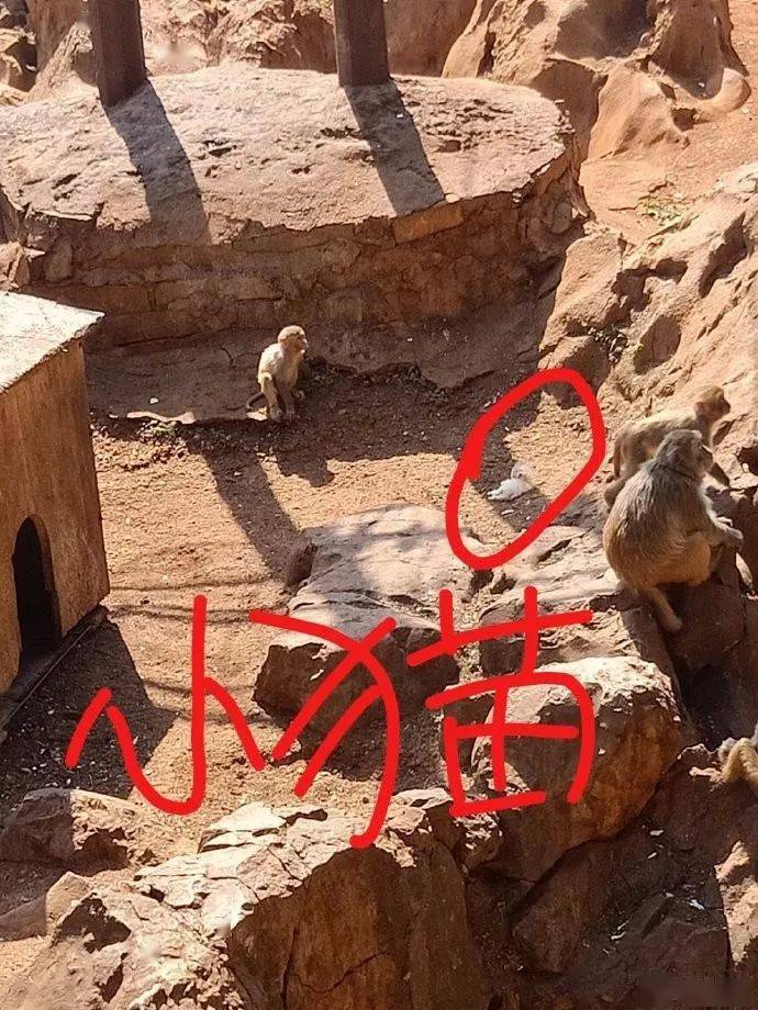 电报猴原音频-电报猴原声无消音