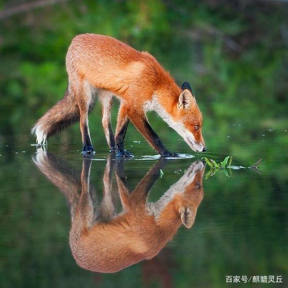 狐狸有什么用途-狐狸的用意是什么