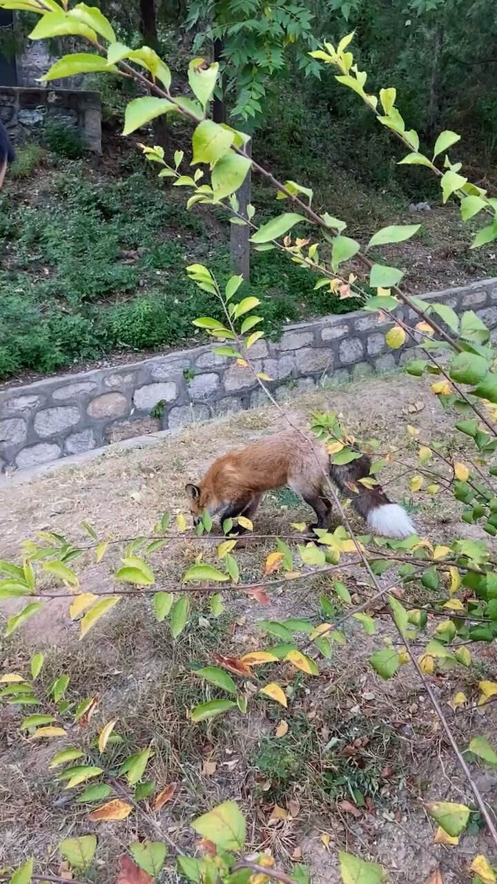 狐狸的钱都去哪儿了-狐狸的钱袋免费读全文绘本