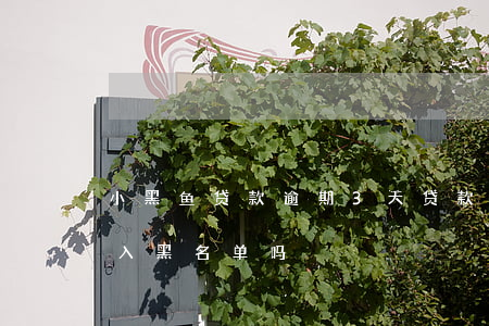 小飞机登录不上怎么回事
