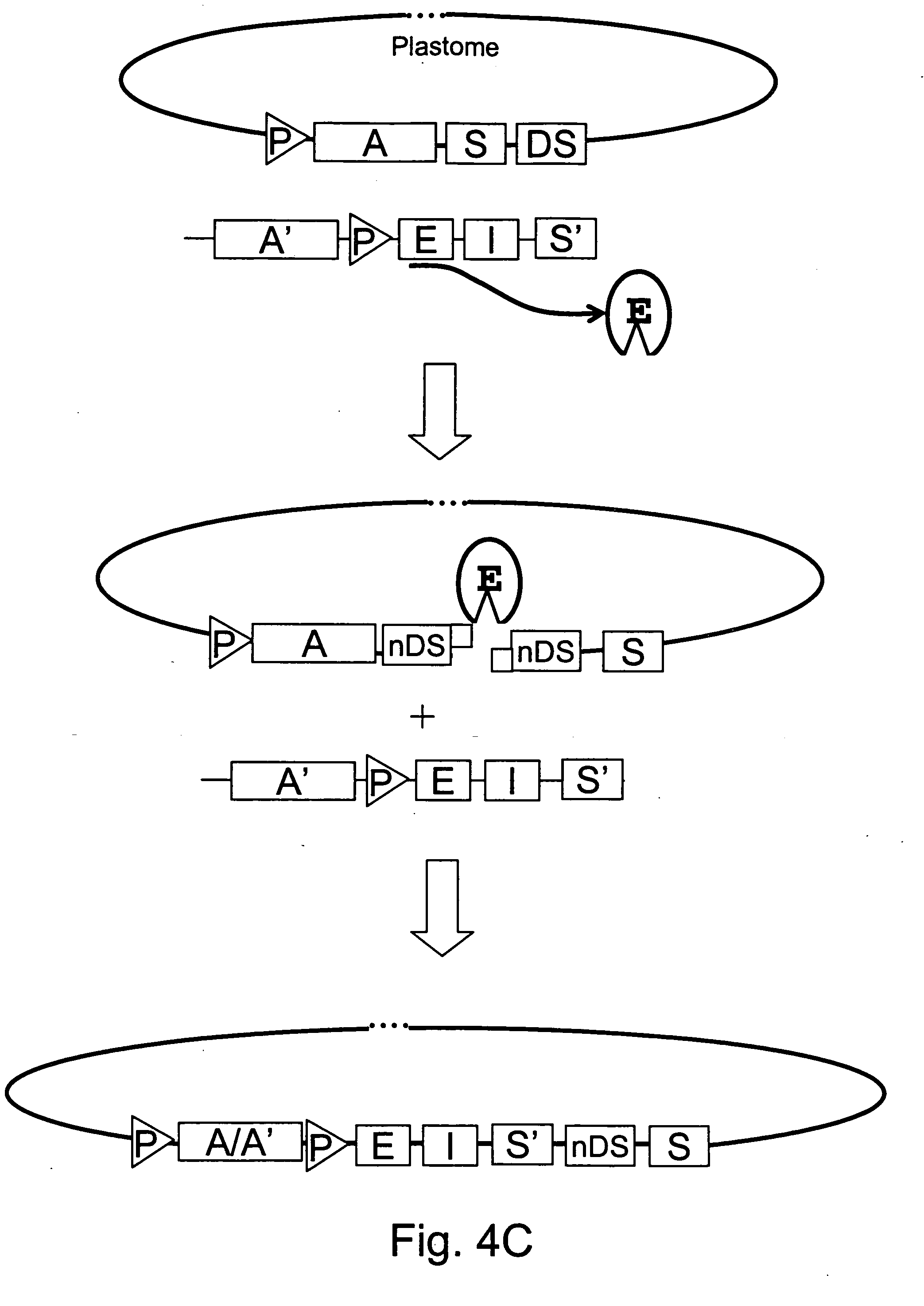 plastome,plastomer