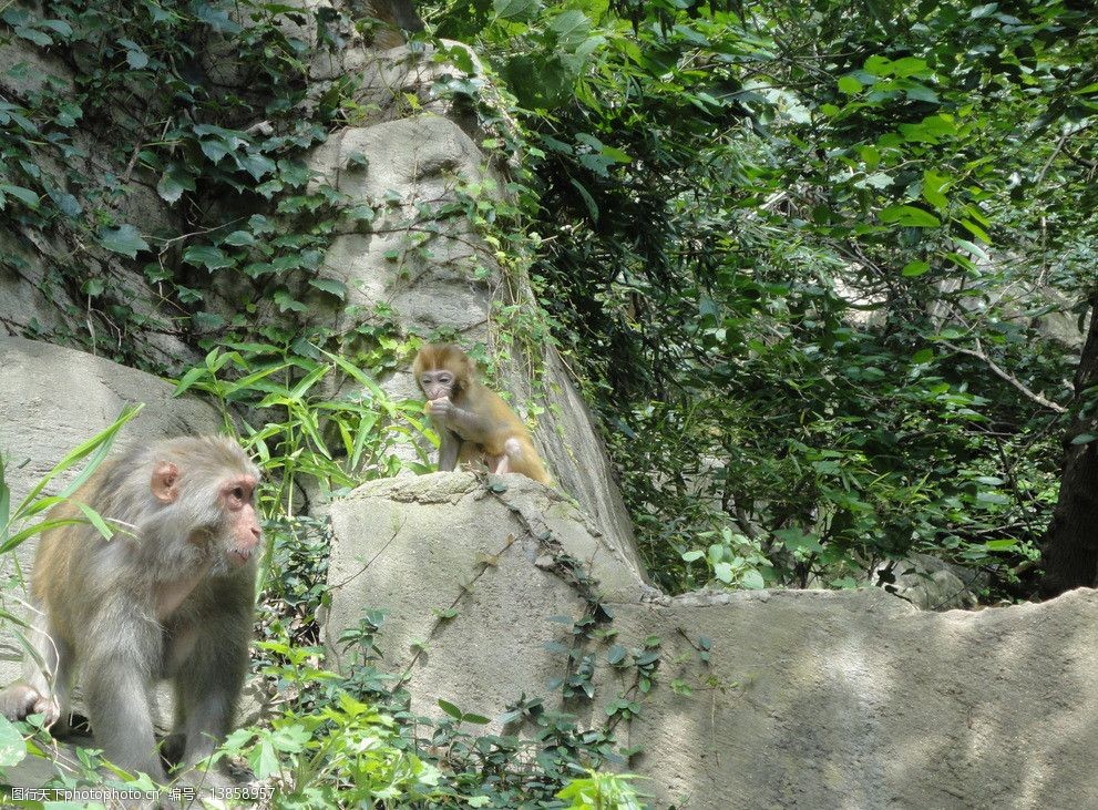 花果山电报猴音频_花果山电报侯原视频