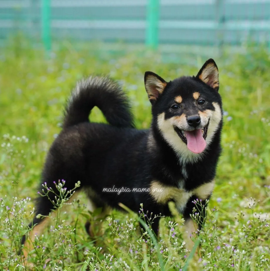shibainu_势败奴欺主,神衰鬼弄灯