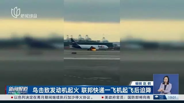 又一波音飞机与鸟相撞后迫降_鸟语飞机相撞引起机毁人亡的原因