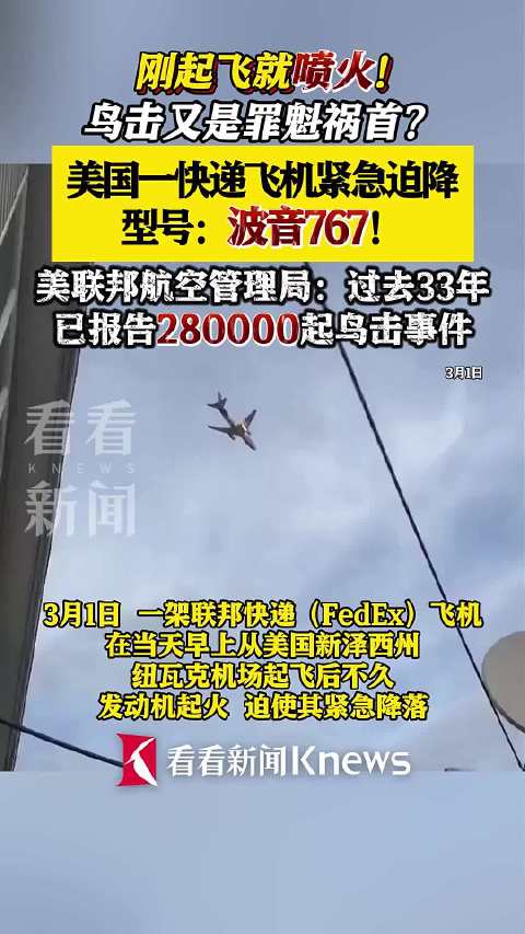 又一波音飞机与鸟相撞后迫降_鸟语飞机相撞引起机毁人亡的原因