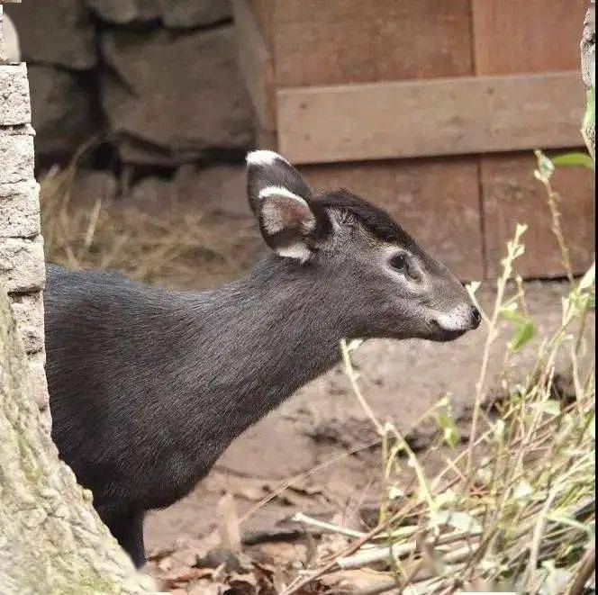 青面獠牙是什么动物_青面獠牙是什么动物?热门信息落实狗