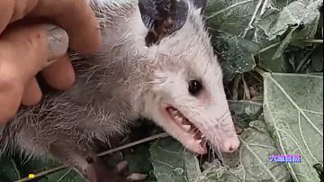 青面獠牙是什么动物_青面獠牙是什么动物?热门信息落实狗