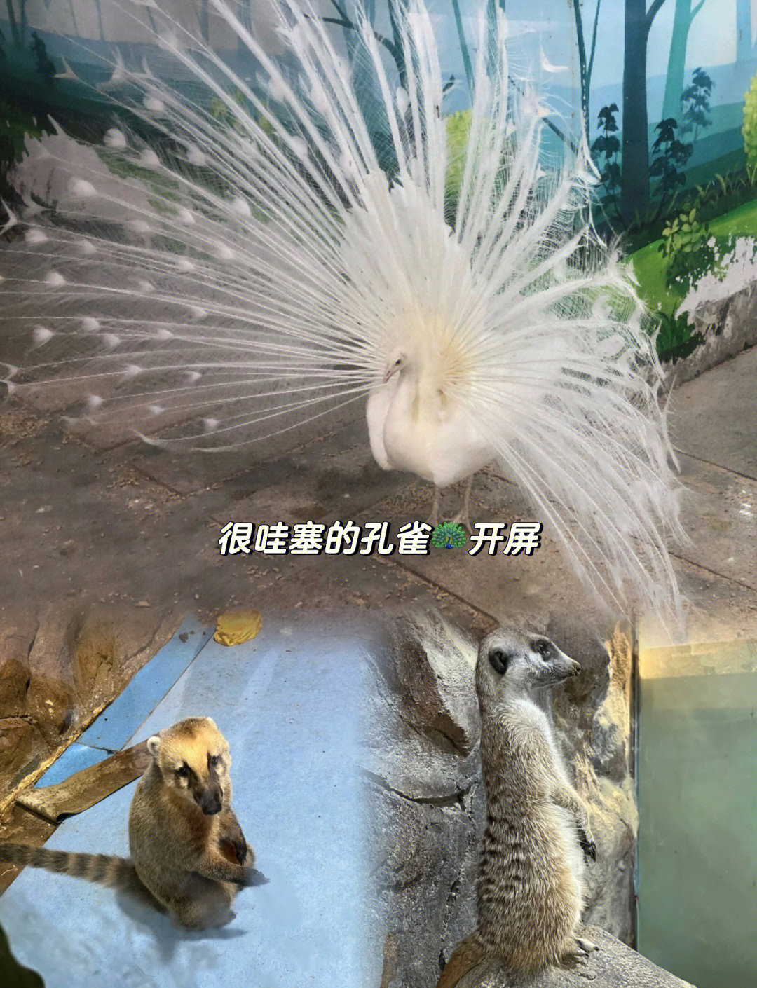 今期三六正有码猜动物_今期三六有正码打一动物