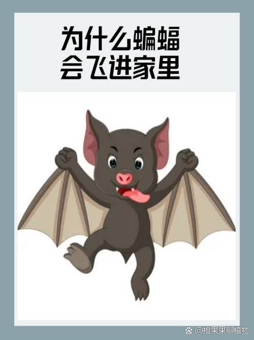 蝙蝠聊天_蝙蝠聊天软件会被警方查到吗